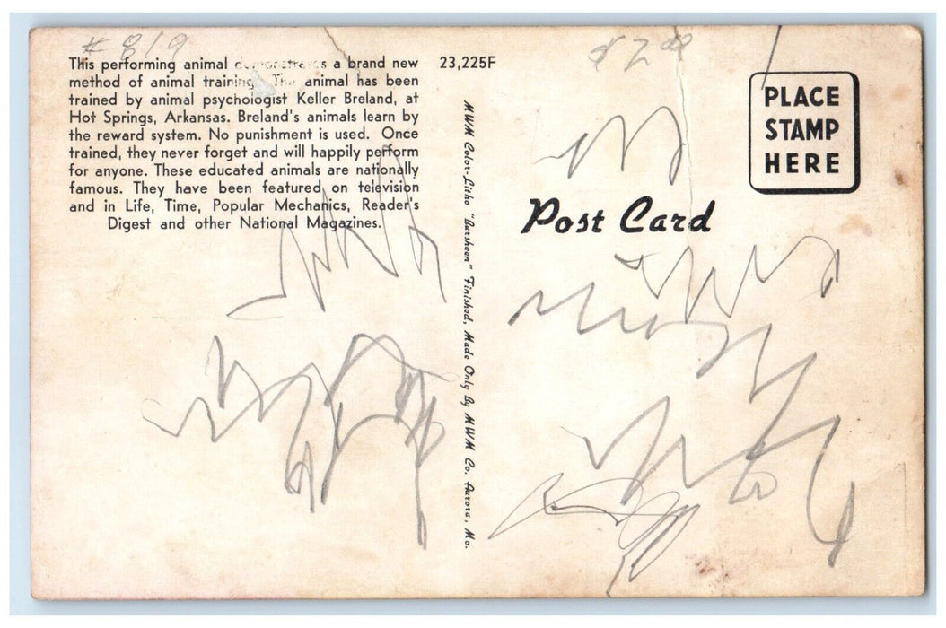 The Clucking Clerk Anthropomorphic Chicken Hot Spring Arkansas AR Postcard