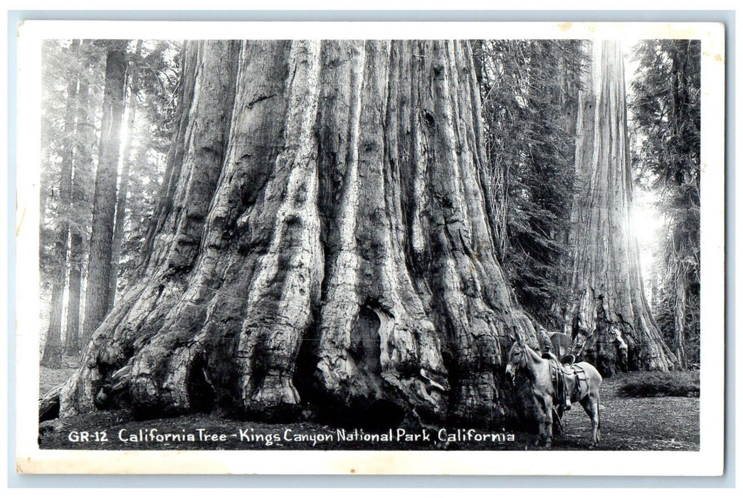 c1950's California Tree Horse Kings Canyon National Park CA RPPC Photo Postcard