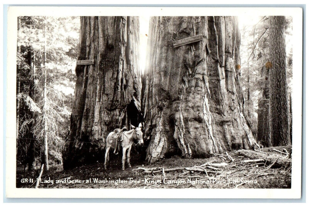 Lady General Washington Tree Kings Canyon National Park CA RPPC Photo Postcard
