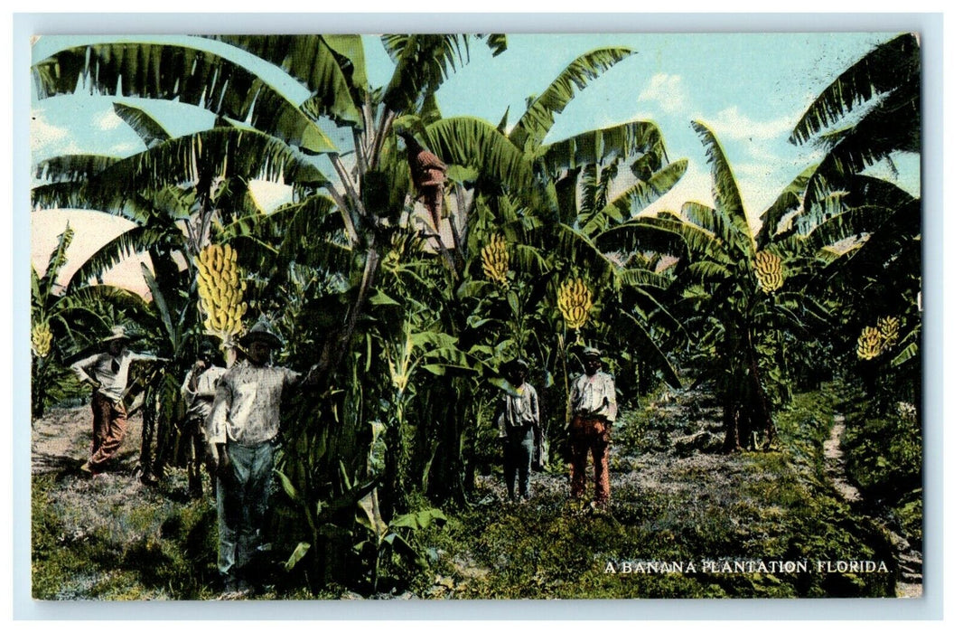c1910's A Banana Plantation Florida FL Unposted Antique Postcard