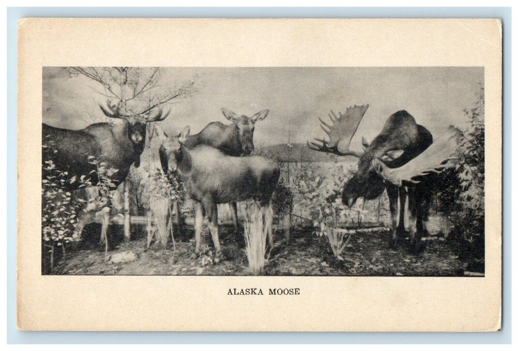 Alaska Moose Field Museum Of Natural History Chicago Illinois IL Postcard