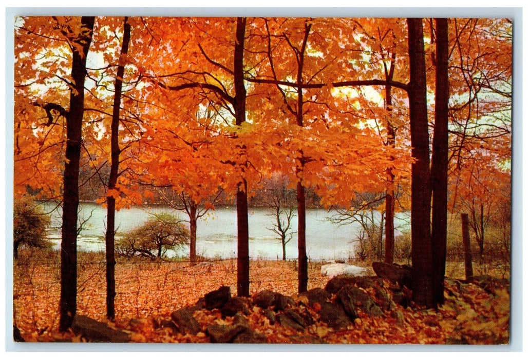 c1950's Greetings From Mt. Gilead Woodland Serenity Lake River Ohio OH Postcard