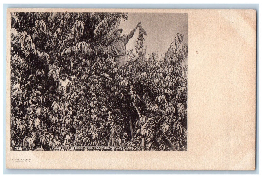 c1905 Peach Tree Planting Visalia Plants Harvesting Tulare California Postcard