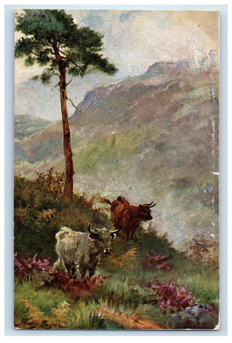 c1910 Cattle In The Highlands Harry Payne Oilette Tuck Art Postcard