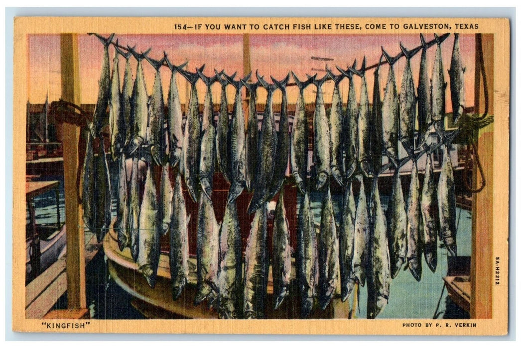 1951 If You Want To Catch Fish Like These Come To Galveston TX Fishing Postcard