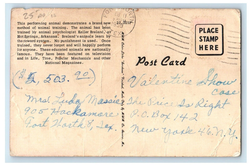 1959 Clucking Clerk Animal Chicken Price is Right Showcase Postcard