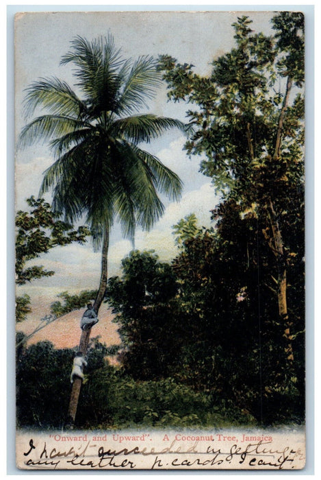 Onward And Upward Scene A Coconut Tree Jamaica Antique Posted Postcard