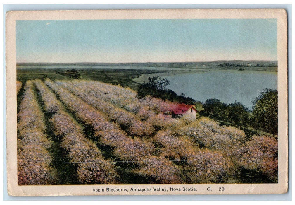 c1950's Apple Blossoms Annapolis Valley Nova Scotia Canada Vintage Postcard