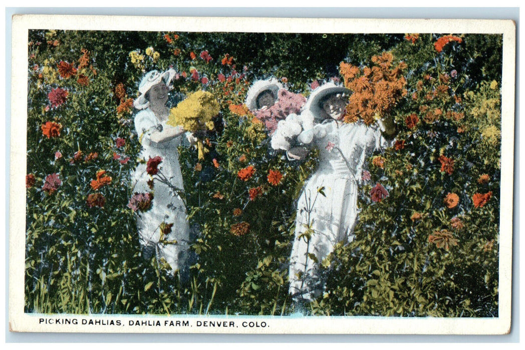 c1920's Three Women Picking Dahlias Dahlia Farm Denver Colorado CO Postcard