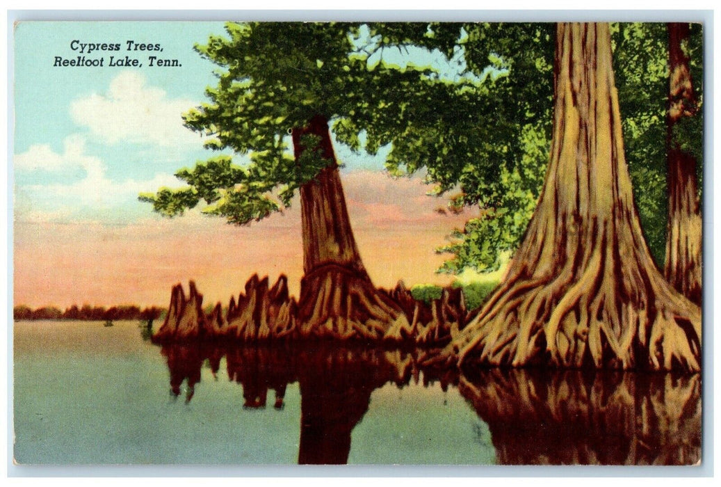 1950 View Of Cypress Trees Reelfoot Lake Memphis Tennessee TN Vintage Postcard