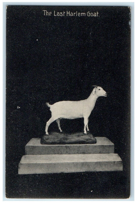 1919 The Last Harlem Goat New York NY Posted Antique Postcard