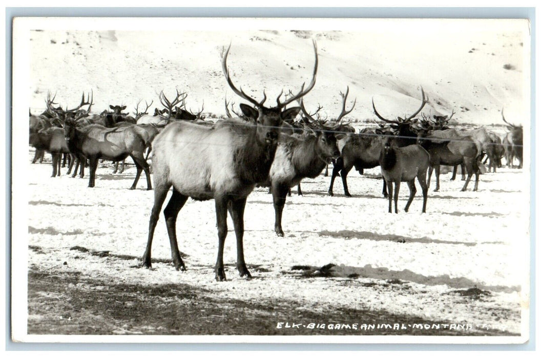 c1940's Elk Big Game Animal Montana MT, Winter Scene RPPC Photo Vintage Postcard