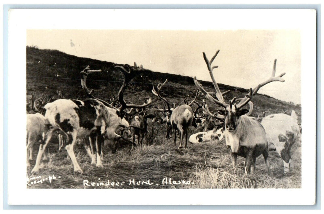 c1940's Reindeer Herd Alaska AK Farm Scene RPPC Photo Unposted Vintage Postcard