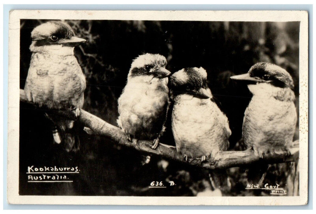 1939 Kookaburras Australia Birds Sydney Australia RPPC Photo Vintage Postcard