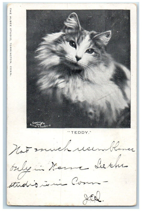 1907 Cute Cat Teddy Studio Portrait Greenwich Connecticut CT Antique Postcard