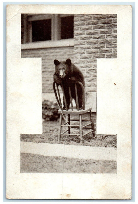 c1910's Black Bear Doing Tricks Chair Iowa City Iowa IA Posted Antique Postcard