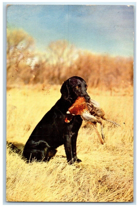 c1950's Labrador Retriever Eating Chicken Hart Texas TX Prexie Stamp Postcard