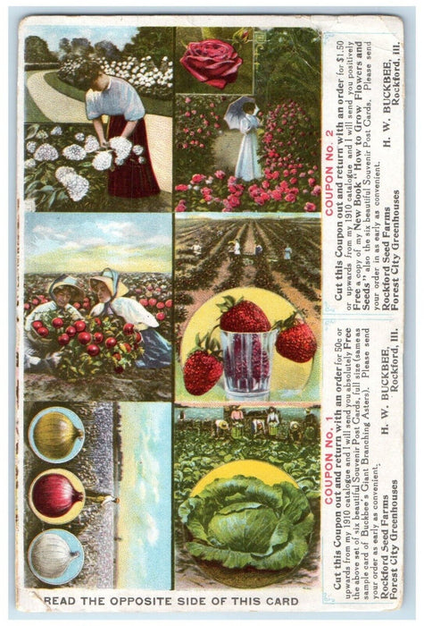 Rockford Seed Farms Forest City Greenhouses Rockford IL Advertising Postcard