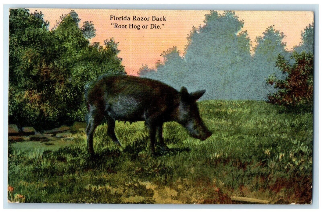 1914 Florida Razor Back Root Hog Die Animal Trees Forest Florida Posted Postcard