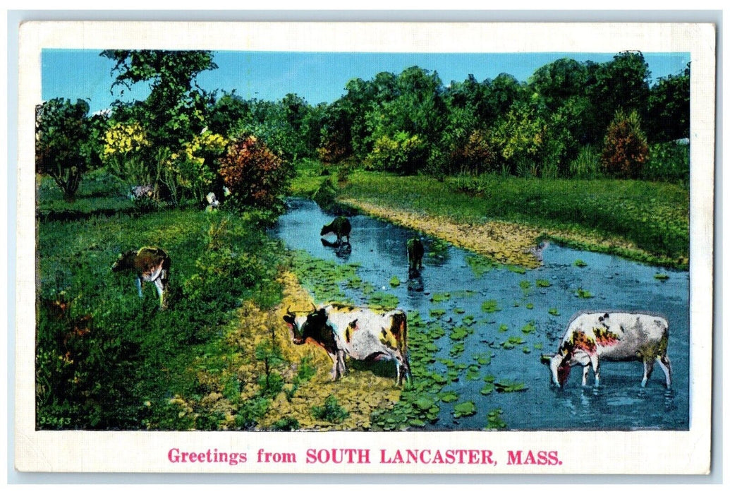 1937 Greetings From South Lancaster Massachusetts MA, Cows Lake View Postcard