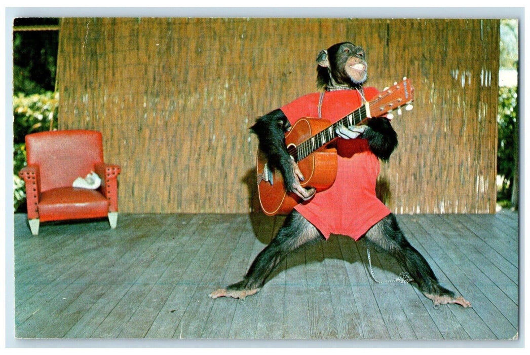 1981 Elvis Seen At Jungle Chimpanzee Playing Guitar Miami Florida FL Postcard