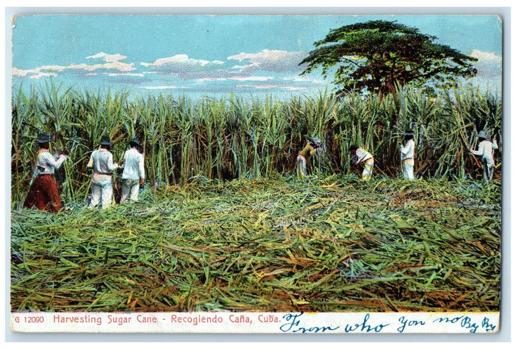 c1905 Harvesting Sugar Cane Recogiendo Cana Cuba Antique Posted Postcard