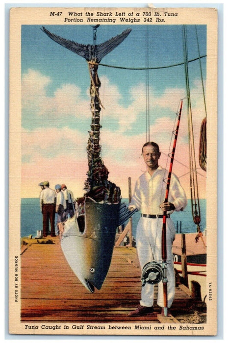 1938 What Shark Left Tuna Portion Remaining Weighs Stream Miami Florida Postcard