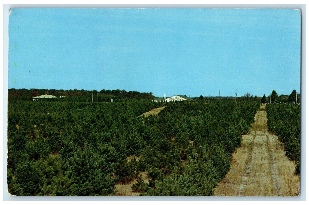 c1950's View Of Eby's Pines Bristol Indiana IN Unposted Vintage Postcard