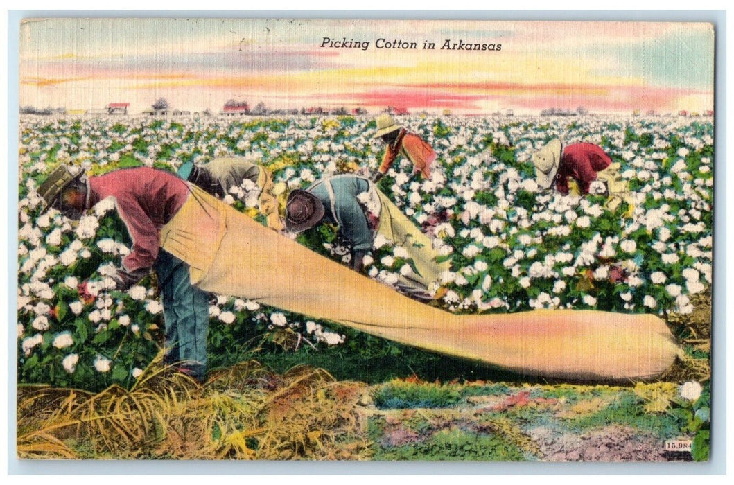 1955 Scenic View Picking Cotton Arkansas Charleston Mississippi Vintage Postcard