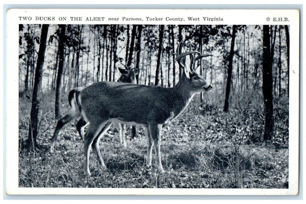 Two Bucks On The Alert Near Parsons Tucker County West Virginia WV Postcard