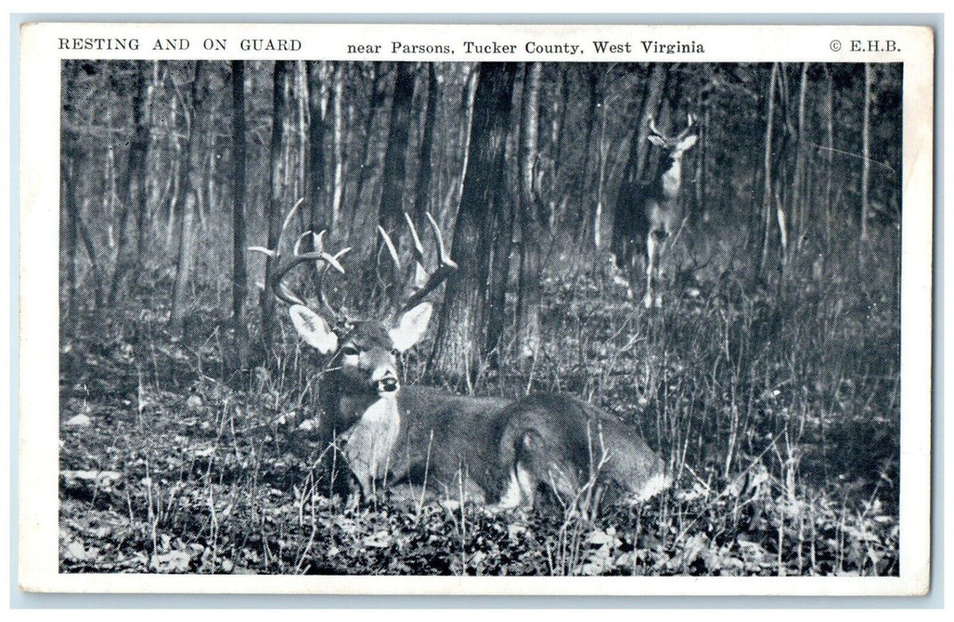 Resting And On Guard Near Parsons Tucker County West Virgina WV, Deer Postcard