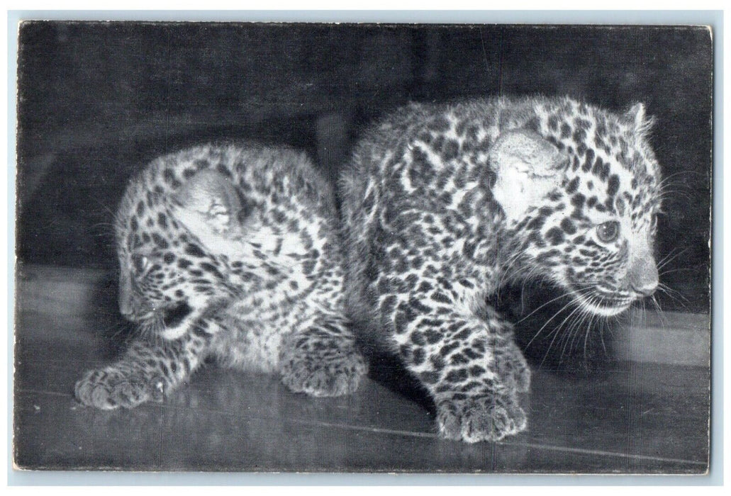 1940 Ringling Bros Barnum Bailey Circus Baby Leopards New York Souvenir Postcard
