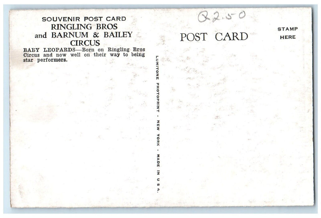 1940 Ringling Bros Barnum Bailey Circus Baby Leopards New York Souvenir Postcard