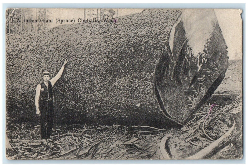 c1910's A Fallen Giant Spruce Chehalis Washington WA Unposted Antique Postcard