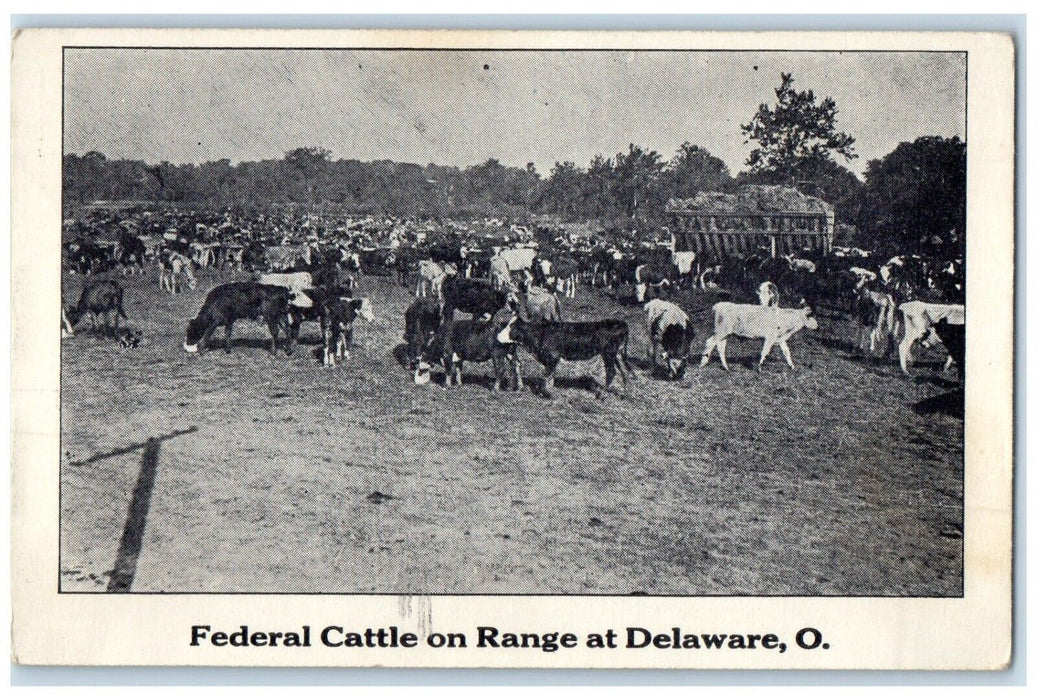 c1910's Federal Cattle On Range At Delaware Ohio OH Unposted Antique Postcard