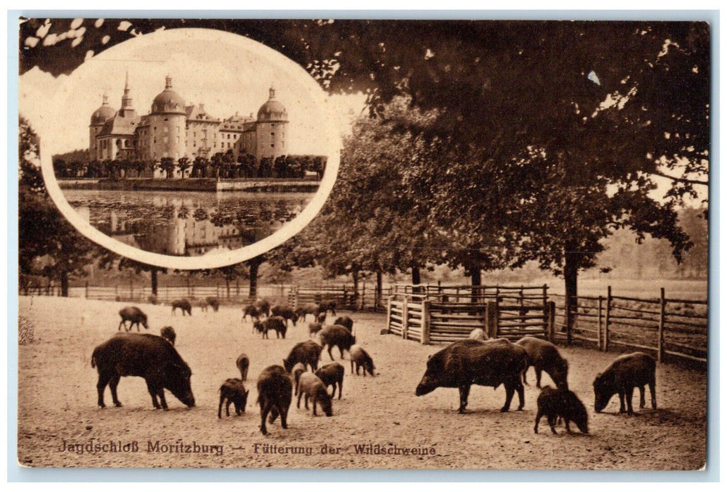 c1910 Feeding the Wild Swine Hunting Castle Moritzburg Germany Postcard