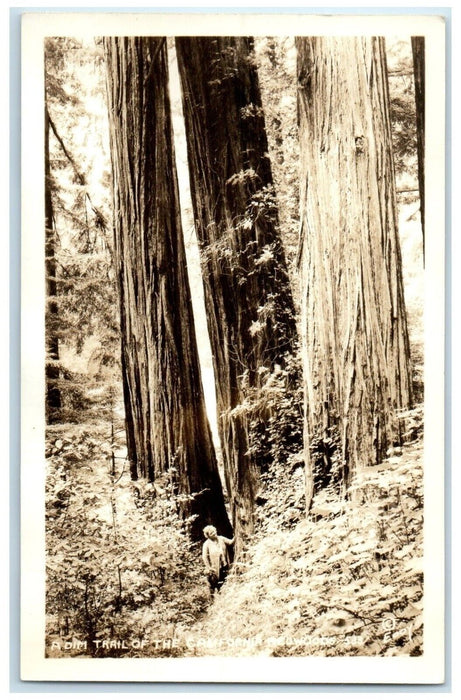 c1940's A Dim Trail Of The California Redwood Highway CA RPPC Photo Postcard