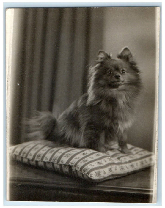 1960 Cute Dinky Pomeranian Dog Animal Bristol England UK Photo