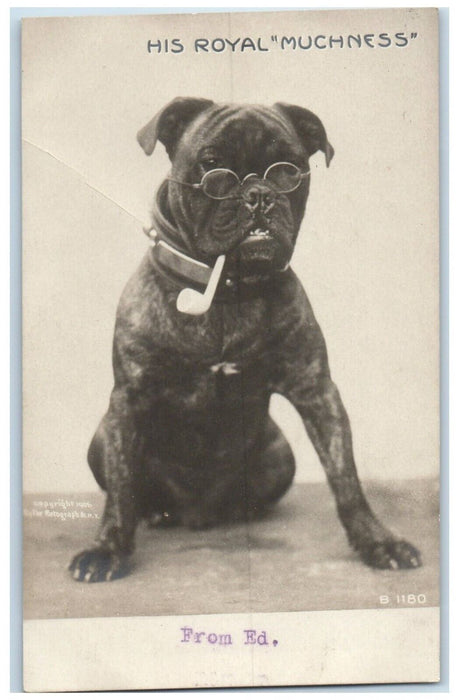 c1905 Bulldog With Glasses Pipe Norristown Pennsylvania PA RPPC Photo Postcard