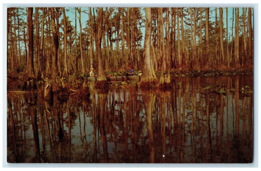 c1960 Okefenokee Swamp Park Virgin Cypress Forest Waycross Georgia GA Postcard