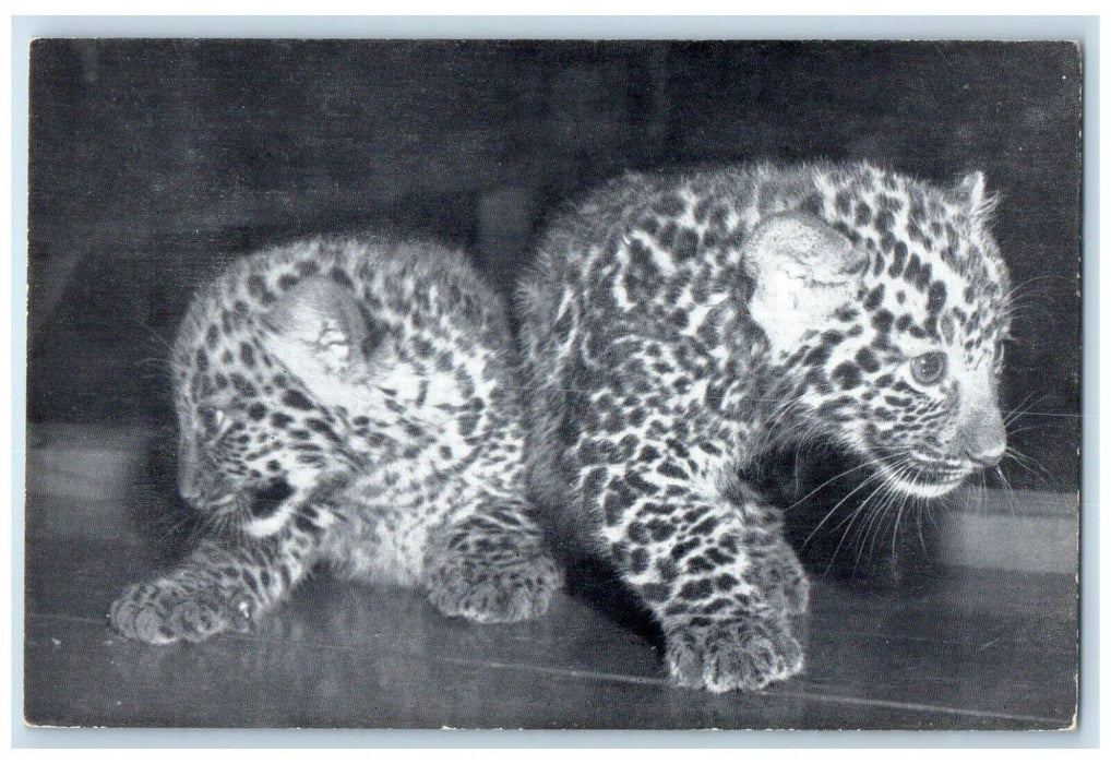 Ringling Bros And Barnum & Bailey Circus Baby Leopards Animals Vintage Postcard