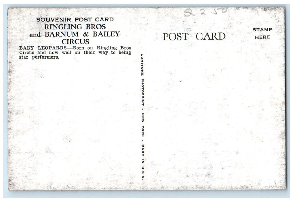 Ringling Bros And Barnum & Bailey Circus Baby Leopards Animals Vintage Postcard