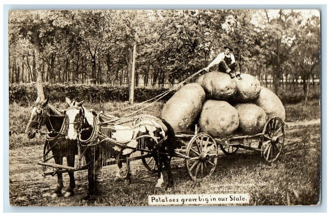 1910 Martin Exaggerated Potatoes Horse Wagon La Junta CO RPPC Photo Postcard