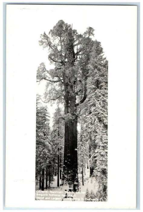 General Sherman Winter Sequoia National Park CA RPPC Photo Vintage Postcard