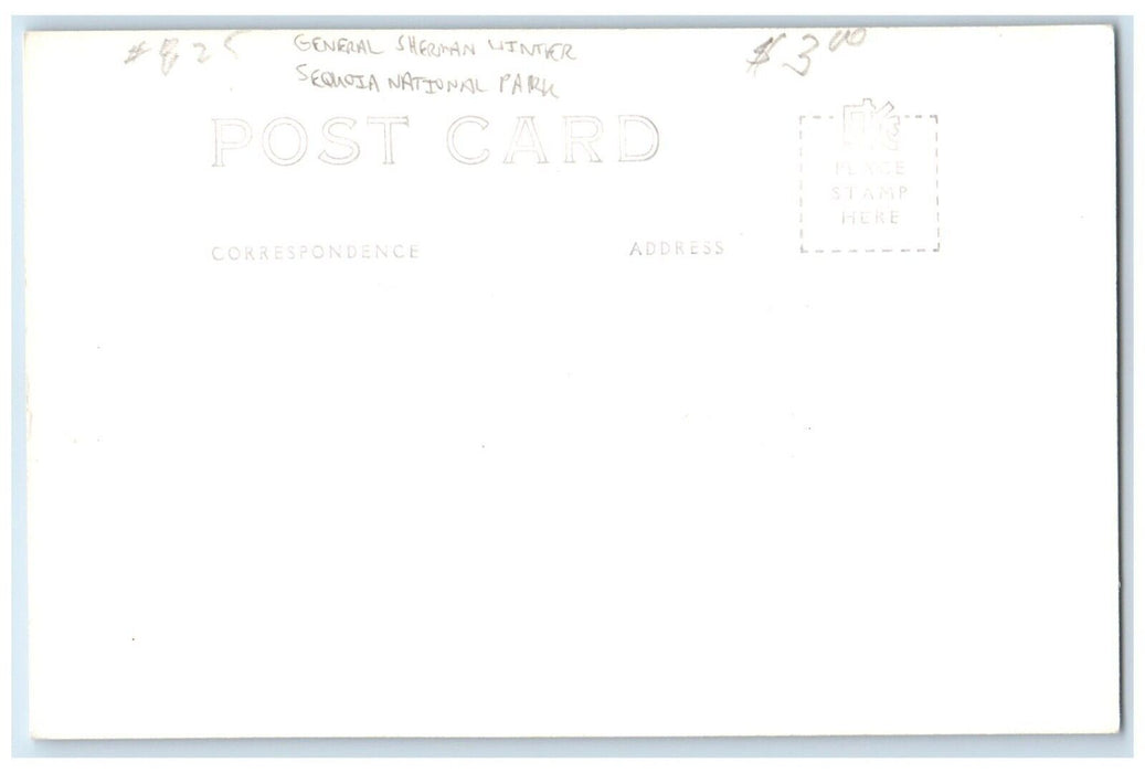 General Sherman Winter Sequoia National Park CA RPPC Photo Vintage Postcard