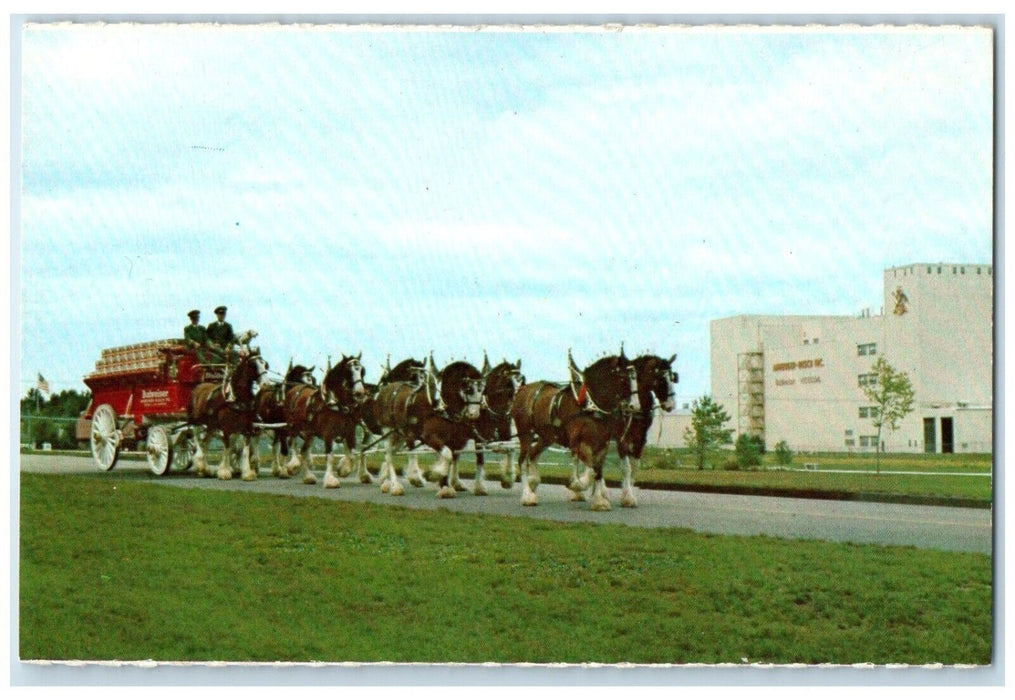 c1950's Cydesdale 8 Horses Hitch And Wagon Anheuser Busch Merrimack NH Postcard