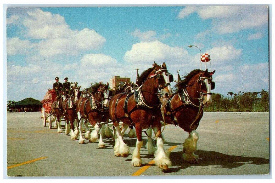 c1950's Budweiser Clydesdale 8 Horse Team Los Angeles California CA Postcard