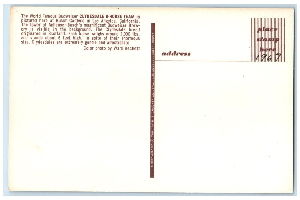 c1950's Budweiser Clydesdale 8 Horse Team Los Angeles California CA Postcard