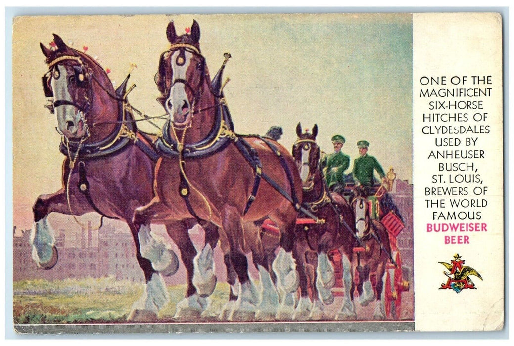 c1910's Six Horse Hitches Of Clydesdale Anheuser Busch Budweiser Beer Postcard
