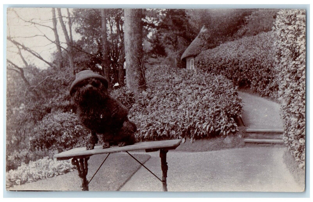 Poodle Dog Wearing Hat Tavistock England United Kingdom UK RPPC Photo Postcard